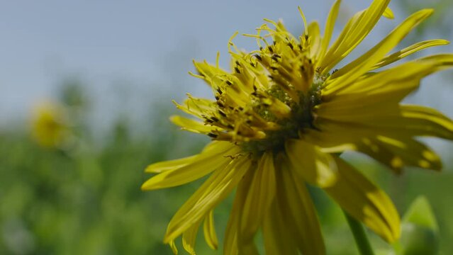 Silphie Flower, macro
