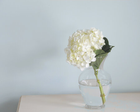 Single Hydrangea in a vase