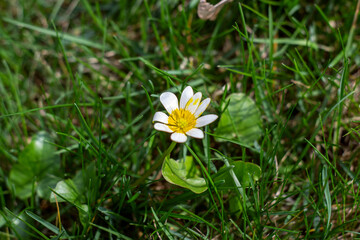 white daisy flower