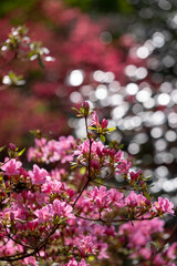 Stunning pink rhododendron azalia flowers, bursting into colour in spring. Photographed after a rain shower in spring at Wisley garden, Surrey UK