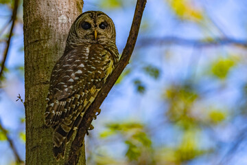 Close up of an adult barred owl perched on a tree branch with a shallow depth of field