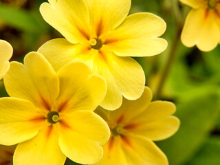 Close up of Oxlips (Primula elatior) flowering in an orchard
