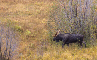 Bull Moose During the Rut in Wyoming in Autumn