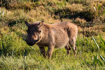 Warzenschwein im Addo Nationalpark in Südafrika