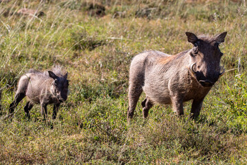 Naklejka na ściany i meble Warzenschweine im Addo Nationalpark in Südafrika