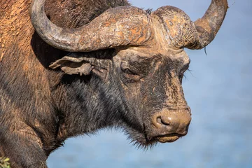 Photo sur Plexiglas Parc national du Cap Le Grand, Australie occidentale Büffel im Addo Nationalpark in Südafrika