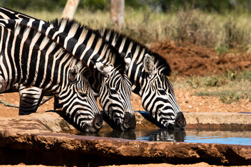 Zebras trinken synchron am Wasserloch im Addo Nationalpark in S&uuml;dafrika