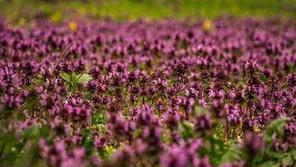 Obraz premium flower, purple, nature, plant, flowers, spring, pink, garden, summer, blossom, flora, bloom, wild, beauty, violet, field, lilac, bee, season, grass