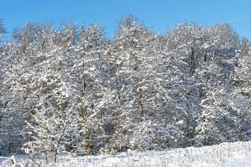 Beautiful winter forest with white snow and blue sky.
