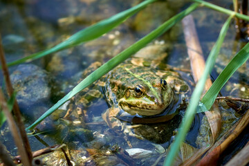 A green frog sits in a pond, close-up.