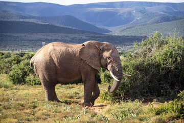 Elefant im Addo Nationalpark in Südafrika