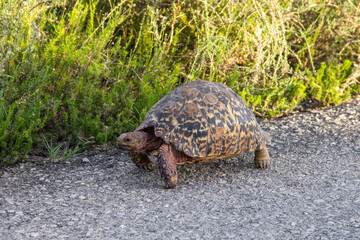 Schildkröte im Addo Nationalpark in Südafrika
