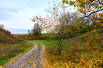 Autumn landscape, road and trees with fallen leaves.