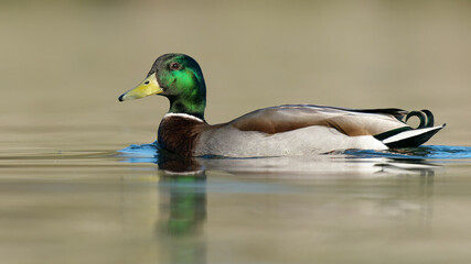 Mallard drake /Anas platyrhynchos