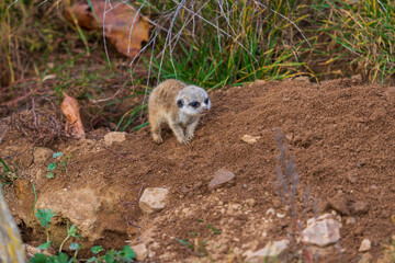 Meerkat - Suricata suricatta standing on a stone guarding the surroundings in sunny weather. Photo has nice bokeh.