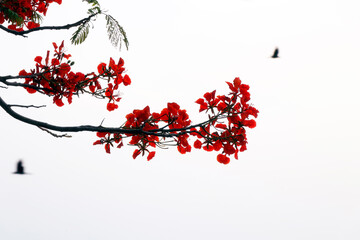 red flame tree flowers isolated with white background