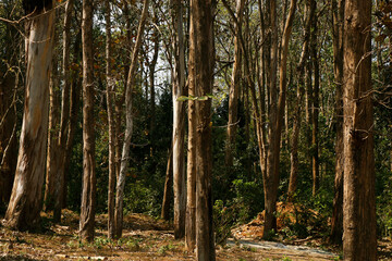 thick forest in kerala india with teak and eucalyptus trees