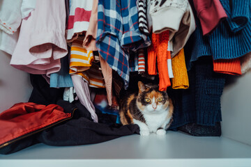 Cute multicolor cat sitting among the clothes in the open closet. Fluffy pet is hiding, has unusual shelter in wardrobe. Domestic pet animal, cat habits. Selective focus.