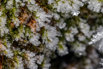 ice crystals on fern in detail with special bokeh