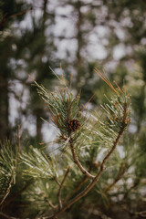 Ponderosa pine tree needles and cones in morning spring sunlight up north in Wisconsin
