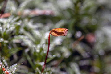 ice crystals on plants, with bokeh