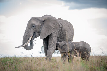 Fototapeta na wymiar elephant with baby