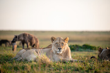 lion cubs playing in the grass