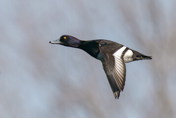 Tufted duck in flight /Aythya fuligula