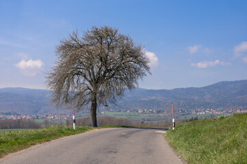 route de campagne du jura vaudois avec un arbre solitaire