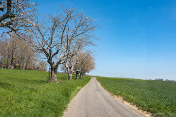 Obraz premium route de campagne du jura vaudois cerisier en fleurs