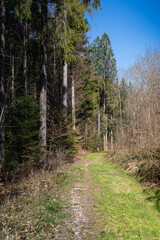 Fototapeta na wymiar chemin forestier dans le Jura vaudois