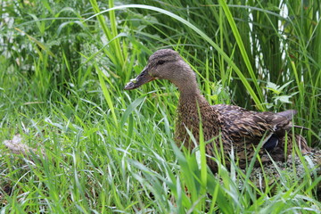Ente im Gras
