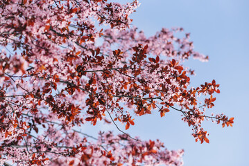 A tree with pink flowers in the spring