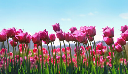 bright pink tulips flowers on meadow, abstract natural background. blossoming spring season nature image. Beautiful floral landscape. template for design