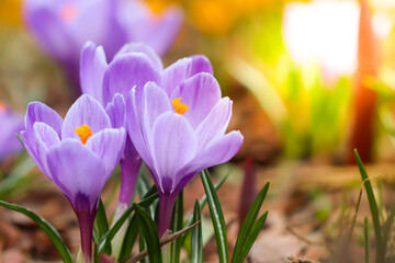 Many crocuses in the meadow in the garden. crocuses grow in a flower bed in the garden.