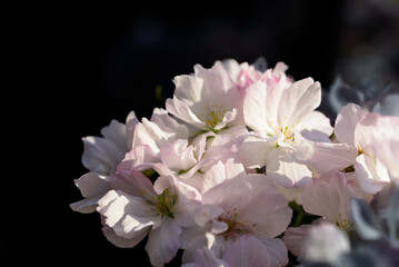Close-up photo of cherry blossoms in spring