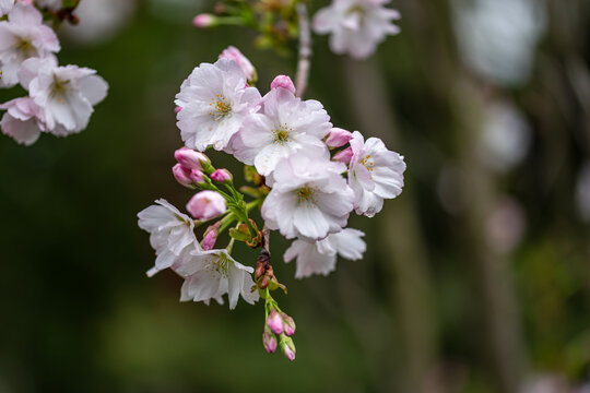 Close-up photo of cherry blossoms in spring