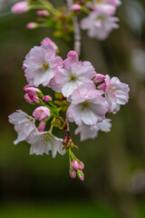 Naklejka na ściany i meble Close-up photo of cherry blossoms in spring
