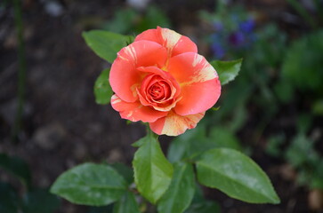 rose orange color
plants flowers

