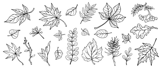 Collection of linear sketches of various plants, autumn leaves, branches. Vector graphics.