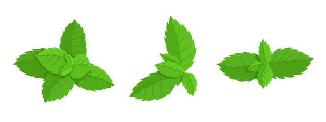 Set of green mint leaves.Vector graphics.	