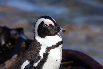 Pinguine am Stony Point in Betty`s Bay in Südafrika