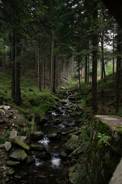 forest 01