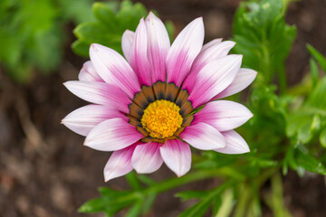 Photography of beautiful plants in the garden.	