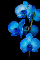 Fototapeta na wymiar blue orchid on black