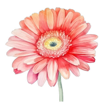 Pink gerbera flower isolated on transparent background. Watercolor botanical illustration. Generative AI