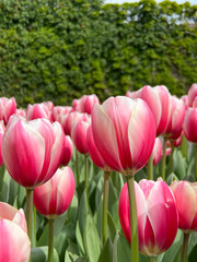 pink and white tulips in a field