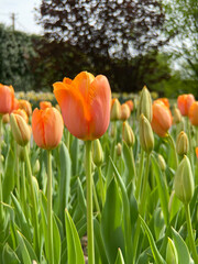Obraz premium pale orange tulips in a field