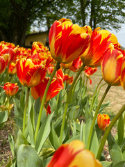 red and yellow tulips in bright sunlight