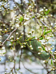 small closed thorn buds on the branches of a thorn tree. blooming Prúnus spinosa